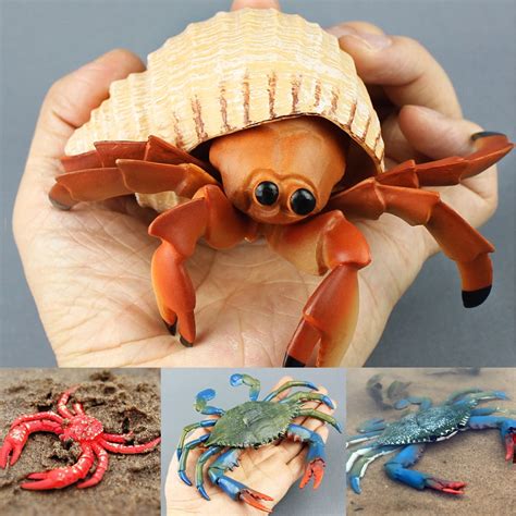 large hermit crab for sale